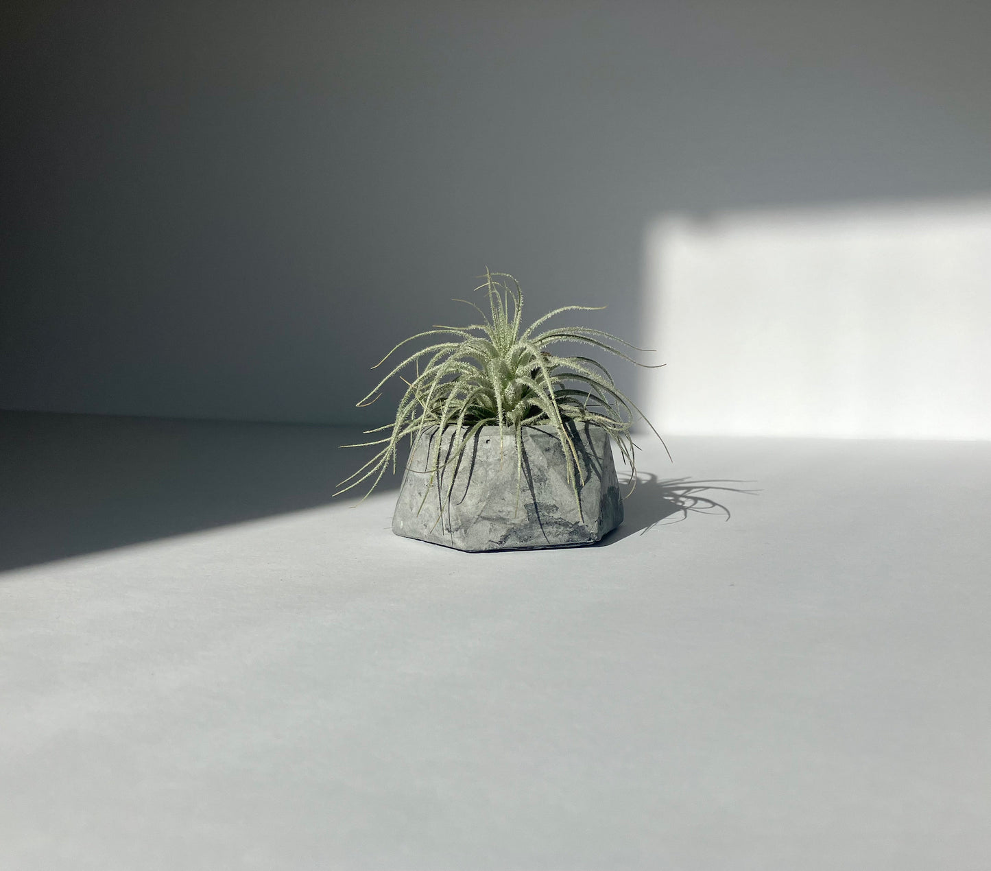 Firmly Planted - Concrete Planter and Air Plant