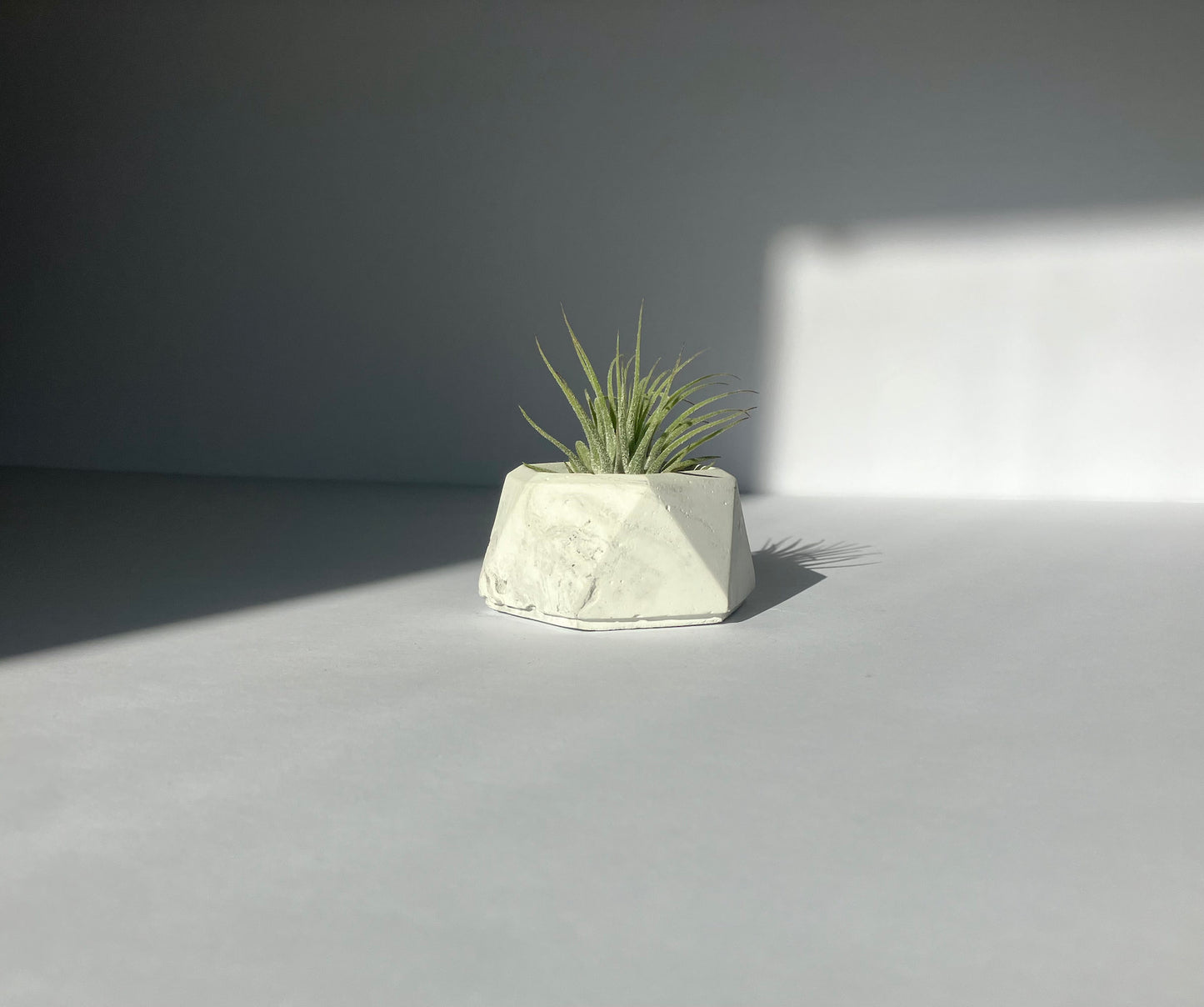 Firmly Planted - Concrete Planter and Air Plant